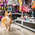 Advantages of Online Purchasing Pets Supplies
