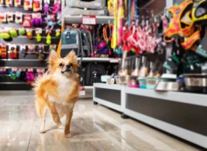 Advantages of Online Purchasing Pets Supplies